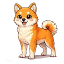 Shiba adult
